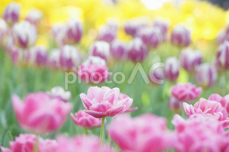チューリップ チューリップ,自然,植物の写真素材