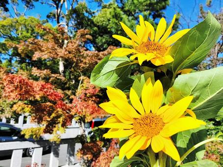 紅葉とヒマワリの珍しい共演 ひまわり,向日葵,花の写真素材