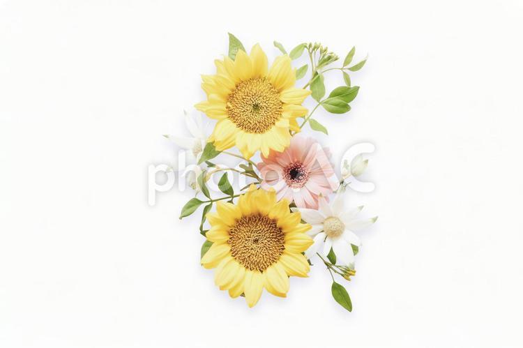 ひまわりのモチーフ（PSD） 花,夏,ひまわりの写真素材