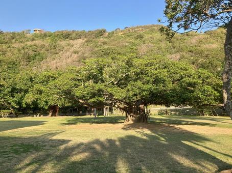 Photo, big trees, huge tree, green, 