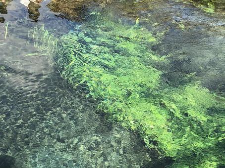 Photo, chuan, water plants, babbling, 