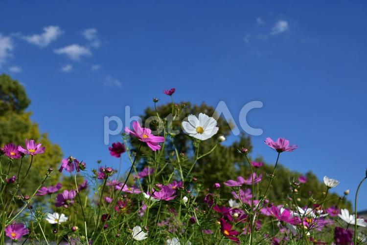 秋の陽射しを受けて咲くコスモス7 コスモス,秋桜,秋の写真素材