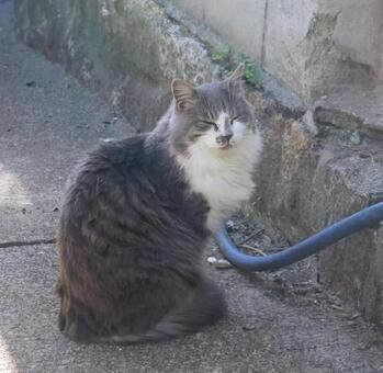 気持ち良さそう 猫,動物,風景の写真素材