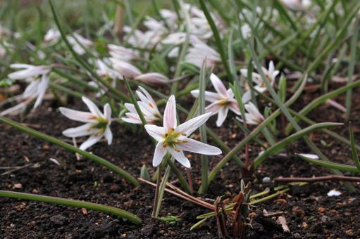 Photo, amana, blooming landscape, weed, 