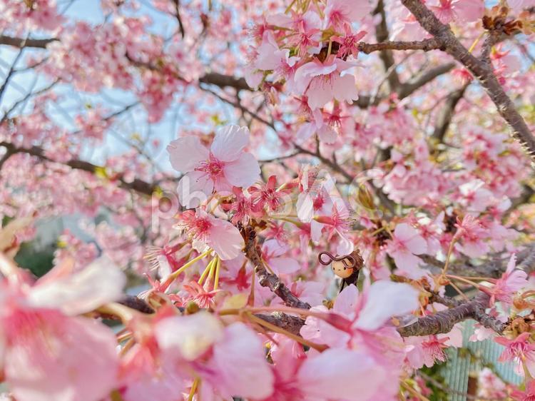 桜と花のお世話小人 春,自然,ピンクの写真素材