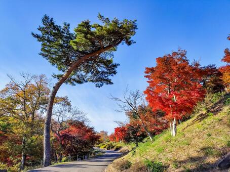 紅葉のもみじ林　伊豆の修善寺虹の郷にて 紅葉,モミジ,紅葉狩りの写真素材