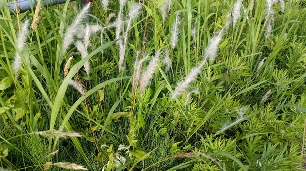 初夏6月の野原 初夏6月の野原 植物,自然,風景の写真素材