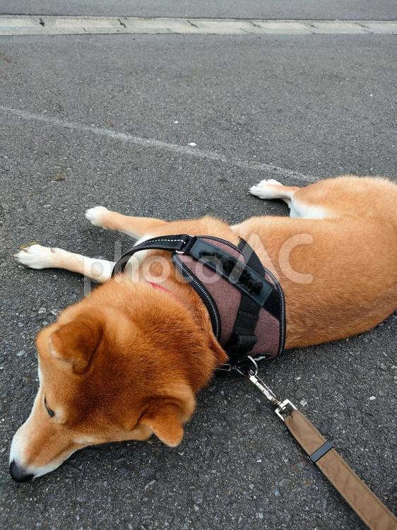 お散歩休憩で寝転ぶ柴犬くるみです！ 犬,柴犬,shibainuの写真素材