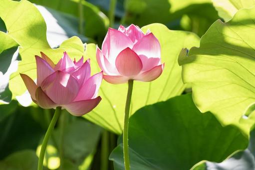 太陽を浴びる蓮の花の蕾2 太陽を浴びる蓮の花の蕾2 蓮,蓮の花,蕾の写真素材