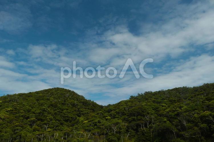 新緑のやんばる　沖縄県国頭村 山頂,自然,山の写真素材