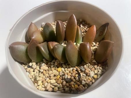 多肉植物 ブロンズ姫 多肉植物 ブロンズ姫の写真