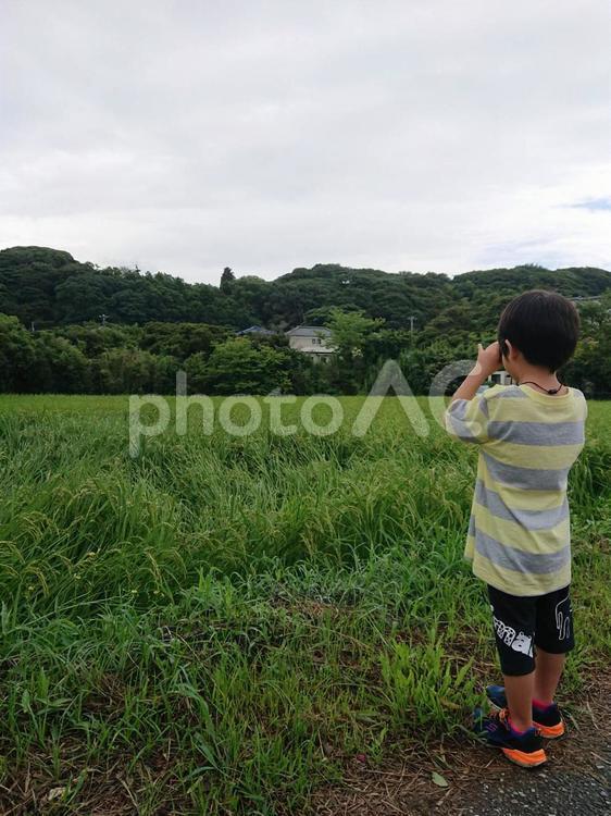 田んぼでお散歩 夏休み,子供,昆虫採集の写真素材