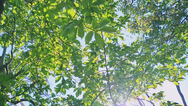 木漏れ日 16 新緑,緑,葉の写真素材