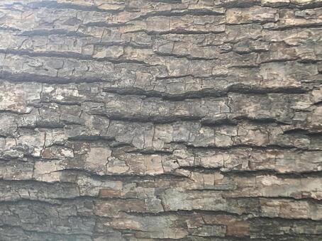 テクスチャ（木の側面模様） テクスチャ,木,木目の写真素材