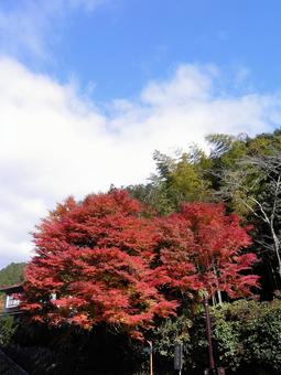 Photo, maple, momiji, autumn leaves, 