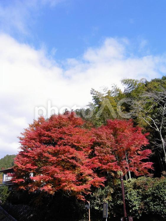 青と白と赤と もみじ,モミジ,カエデの写真素材