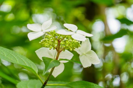 緑陰に咲く白い額紫陽花 緑陰に咲く白い額紫陽花の写真