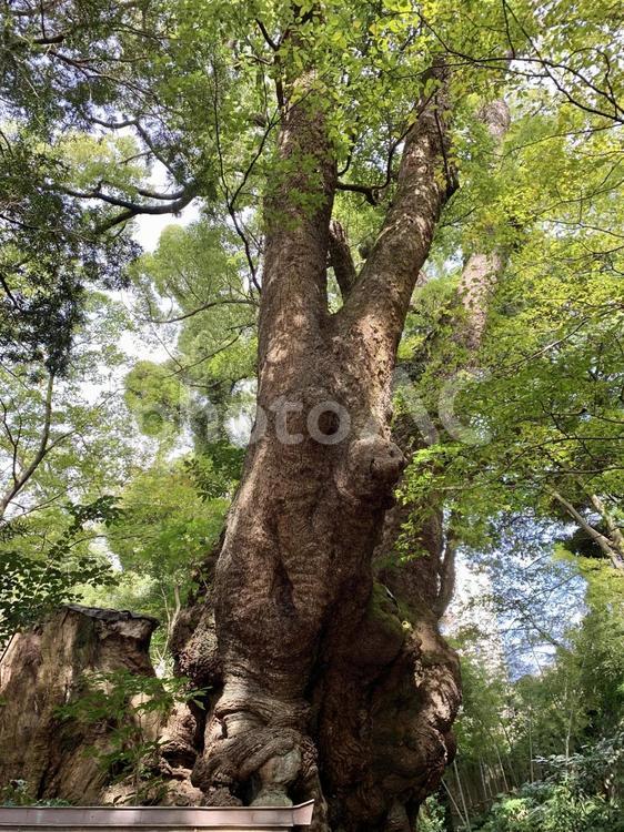 熱海来宮神社　パワー絶大の樹木 自然,樹木,願いの写真素材