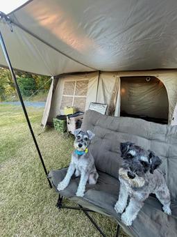 キャンプを楽しむワンコ 犬,わんこ,犬科の写真素材