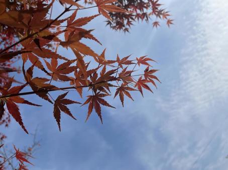 もみじと空の写真