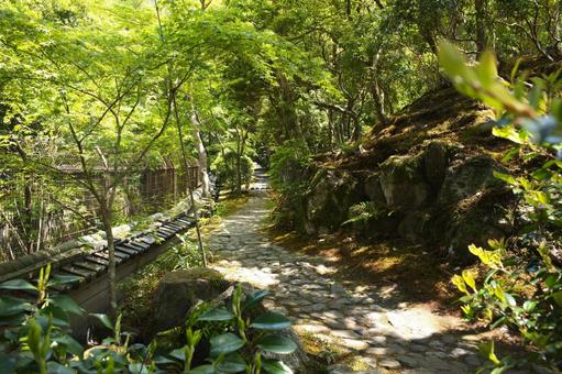Photo, nara park, jicheng garden, fresh green, 