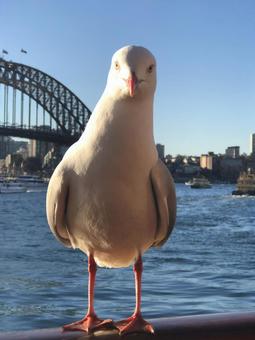 海鷗 海鷗