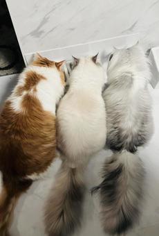 猫 猫の写真