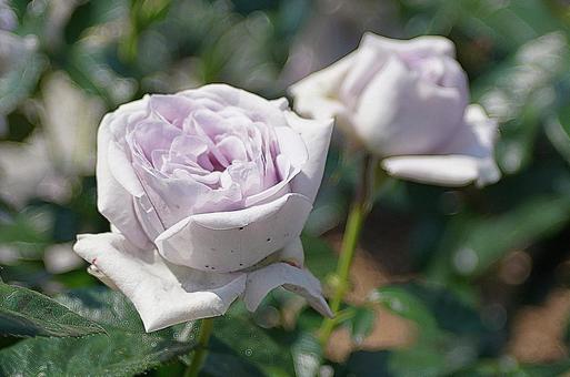荒牧バラ園495 ブルーバリュー 荒牧バラ園495 ブルーバリュー 兵庫県,荒牧バラ園,バラの写真素材