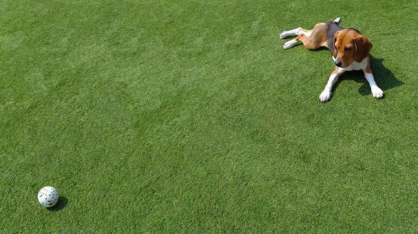 犬と芝生とボール 犬と芝生とボールの写真