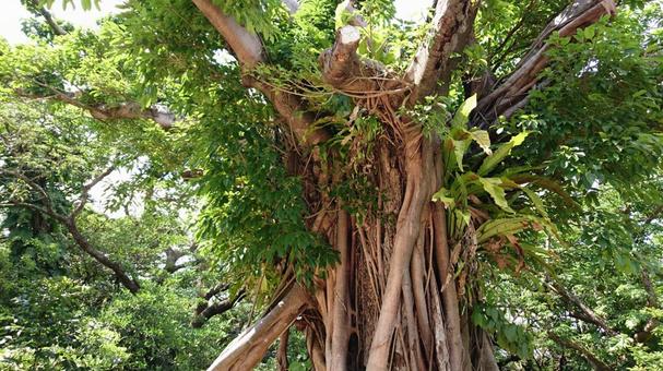 ガジュマルの木 ガジュマルの木 ガジュマル,植物,首里城の写真素材