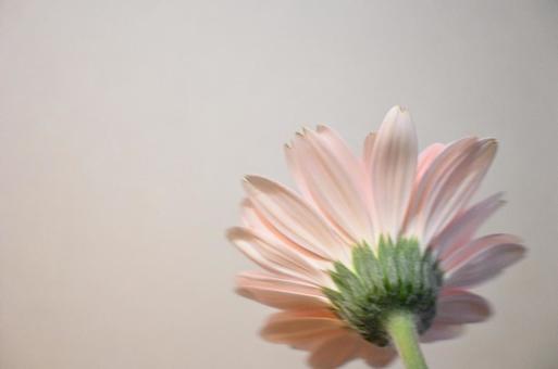 ピンクのガーベラの写真