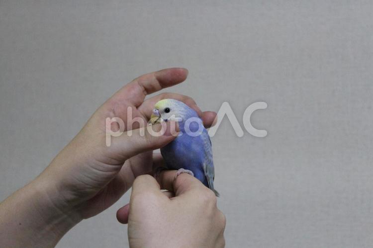 手乗りセキセイインコ かわいい,ひな鳥,インコの写真素材