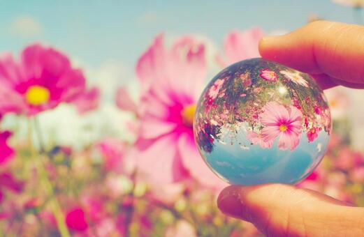 水晶に映し出す秋のコスモス畑 コスモス,アニメ,ガラス玉の写真素材