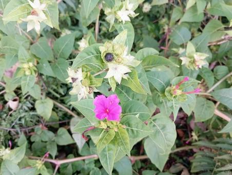 オシロイバナ オシロイバナ,草花,園芸の写真素材