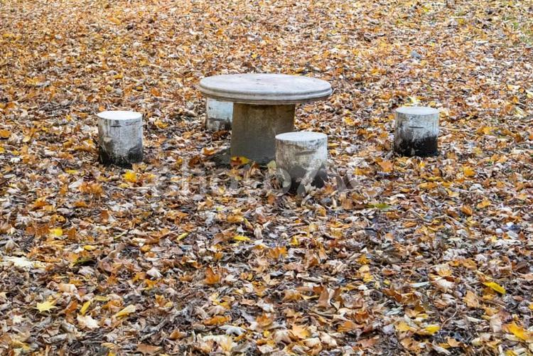 秋、落ち葉の中に、テーブルとイスがある風景 テーブル,木,イスの写真素材