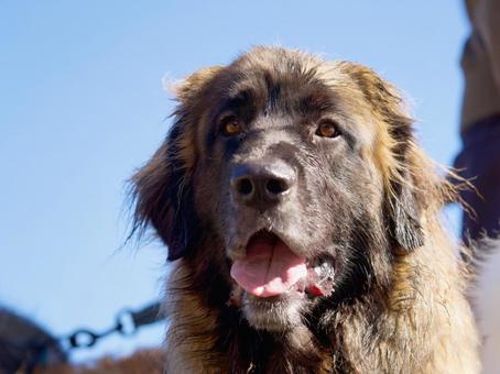 レオンベルガーのポートレートの写真