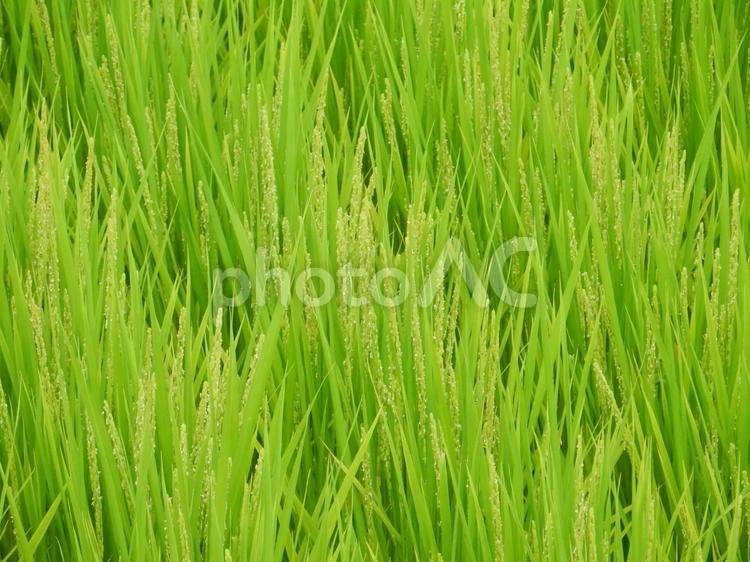 【風景写真】田んぼの風景 田んぼ,水田,田の写真素材