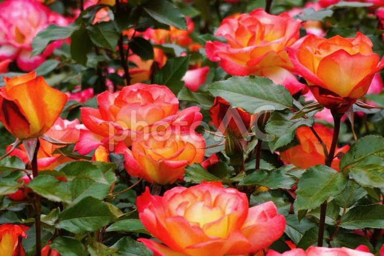 たくさんの薔薇 薔薇,ばら,バラの写真素材