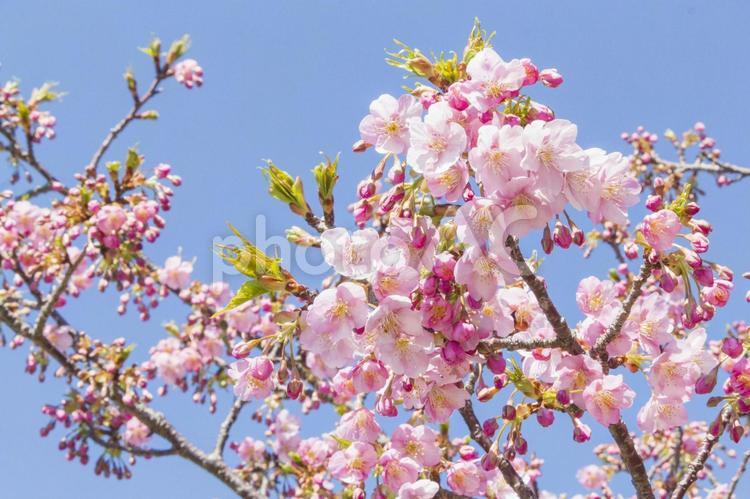 免々田川の桜40（田原市） 桜,河津桜,免々田川の写真素材