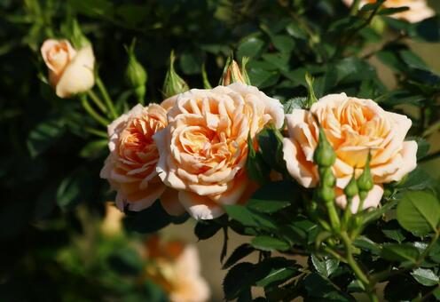 Various chopsticks, rose, rose, flower, JPG