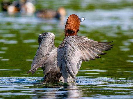 池で羽ばたくホシハジロ・カモ・鴨 ホシハジロ,鴨,野鳥の写真素材