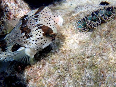 ハリセンボンとシャコ貝 ハリセンボンとシャコ貝 魚,沖縄,海の写真素材