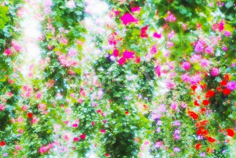 花_ソフトフォーカス_イメージ 背景,花,光の写真素材