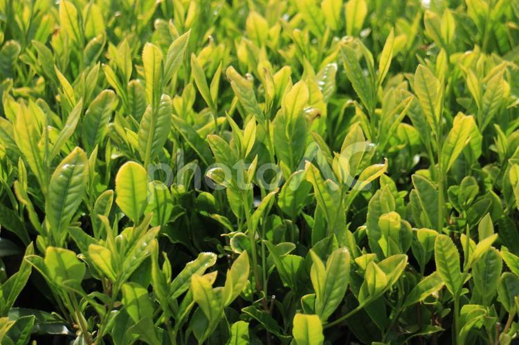 鮮やかな緑　新茶の季節 新茶,八十八夜,茶摘みの写真素材