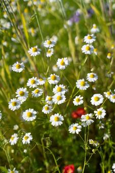 爽やかな白い花が広がる春の風景② 花,春,自然の写真素材