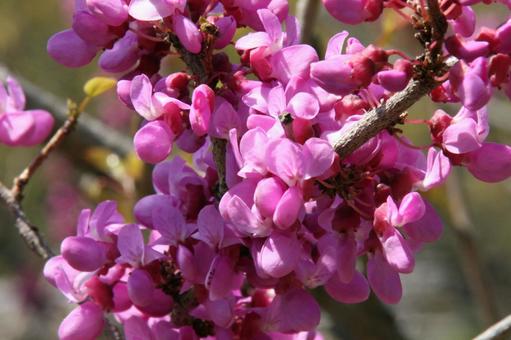 ハナズオウ・花蘇芳 ハナズオウ・花蘇芳の写真