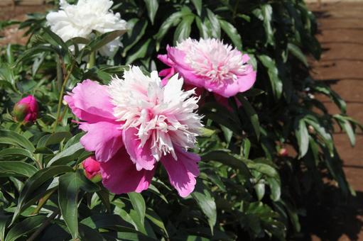 シャクヤク・芍薬　クローズアップ 風景,壁紙,鮮やかの写真素材