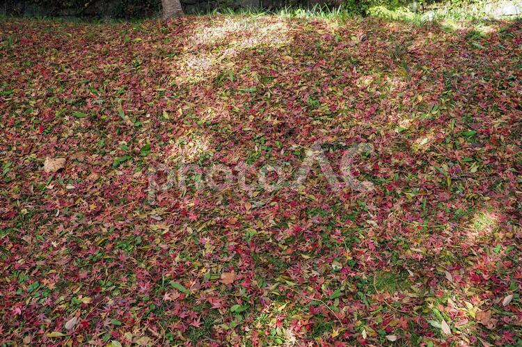 落ち葉の彩り 落ち葉,色とりどり,赤の写真素材