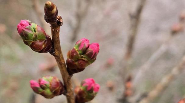 桜のつぼみ 春の訪れ マクロ つぼみ,桜,春の写真素材