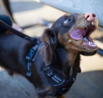 大きなあくびをするダックスフンド 犬,ダックスフンド,茶色の写真素材